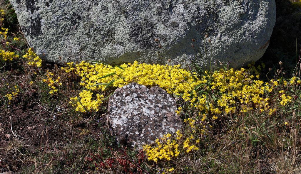 090628-1306 - Mauerpfeffer